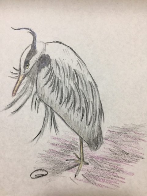 アオサギ 歌舞伎役者のような凛々しい顔 バードウォッチwing