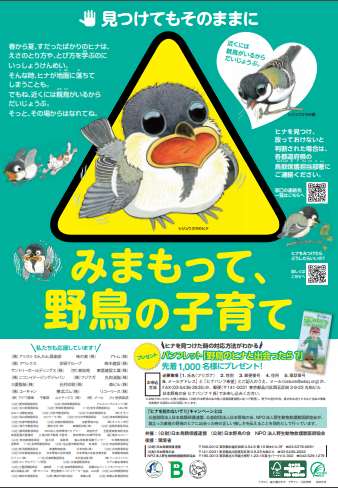野鳥のヒナが落ちてる 安易に保護しないで 見つけたときの対処法 バードウォッチwing