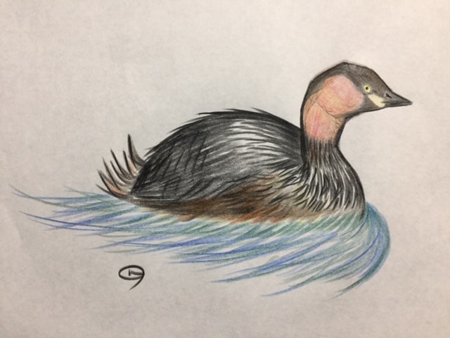 カイツブリ ミニチュアサイズのかわいい水鳥 バードウォッチwing カイツブリ ミニチュアサイズのかわいい水鳥 バードウォッチwing