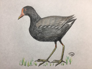 バン 鷭 という名の野鳥 名前もルックスも個性的 バードウォッチwing