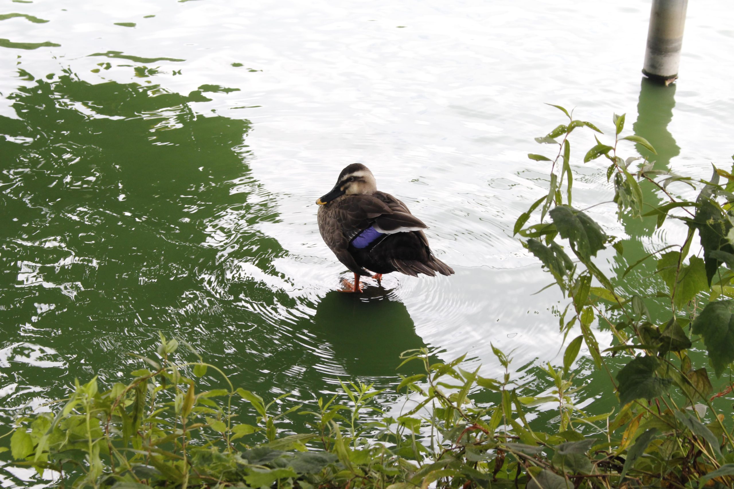 身近な水鳥 その種類と特徴を徹底解説 バードウォッチwing