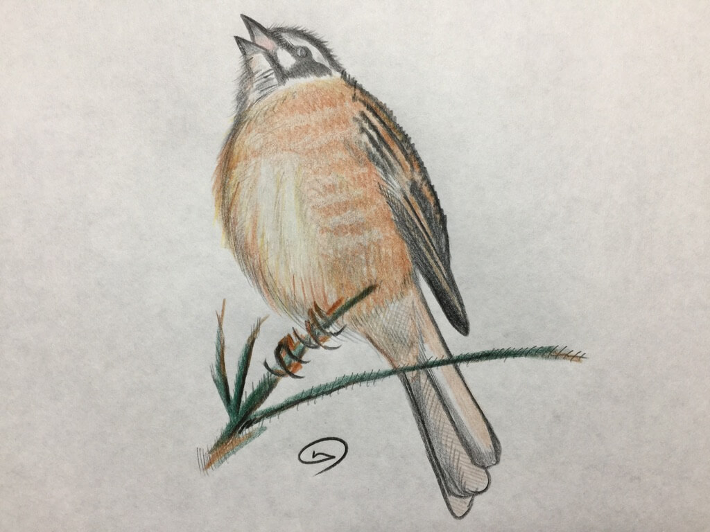 木彫りの鳥　ホオジロ ホオジロ – BIRD FAN （日本野鳥の会）