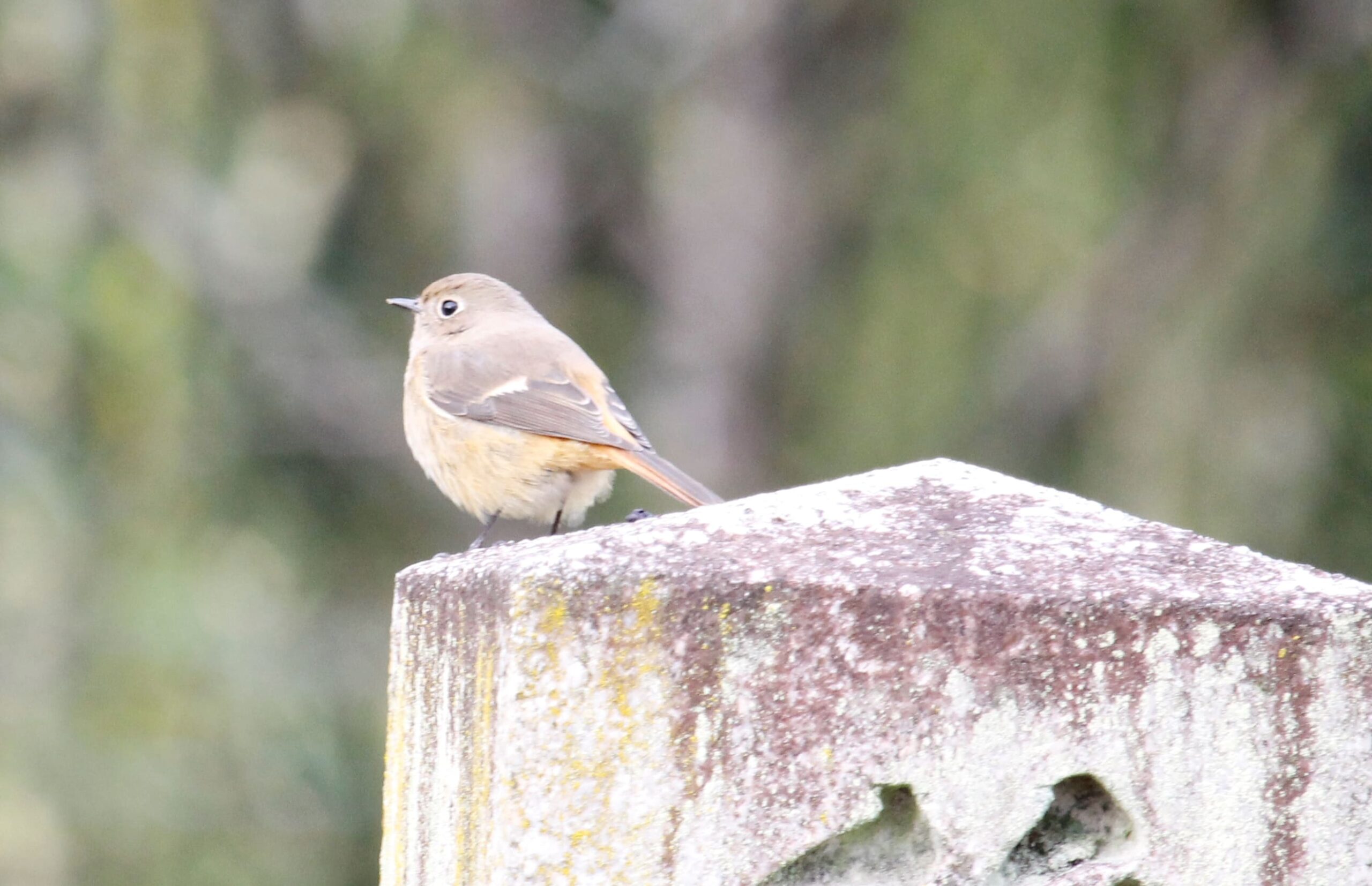 京都で見た野鳥 2022年 正月 | バードウォッチwing